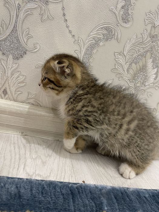 Скотиш фолд. скотиш фолд