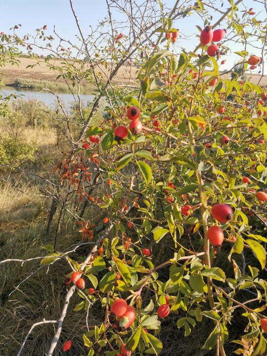Шипки плод ,билки,витамини,пресни