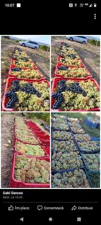 Vând struguri de vin diferite soiuri transport la domiciliu