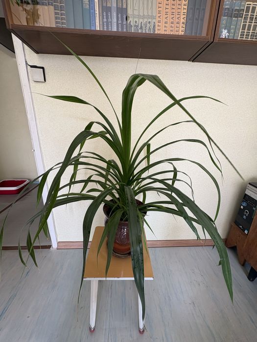 Панданус комнатное растение