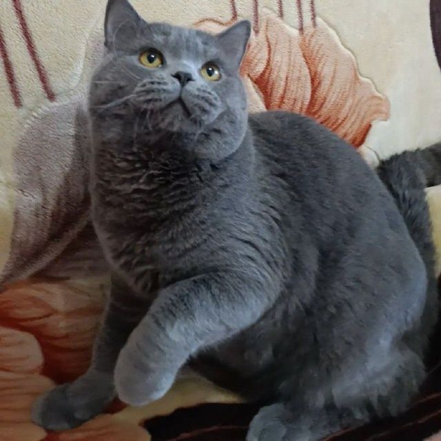 Вязка! Крупный , шикарный,кот породы шотландский скоттиш страйт.