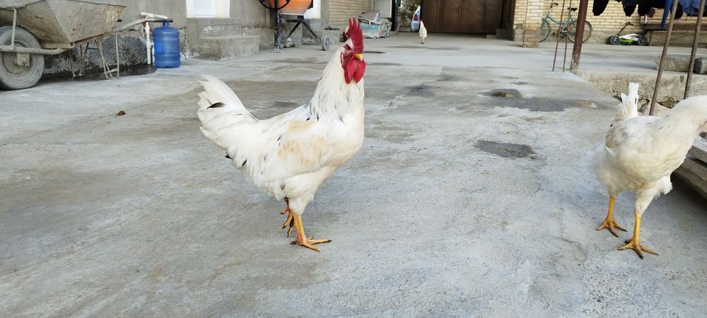 Хурозлар сотилади