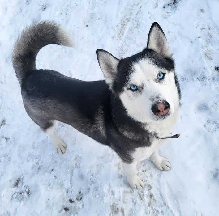 Пропала хаска. За вознагрождение.
