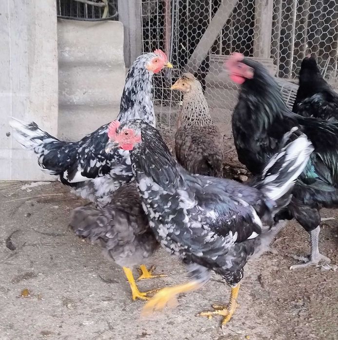 cocosi de 4,5 luni Pita Pinta Asturiana