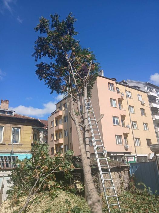 Рязане и кастрене на опасни дървета