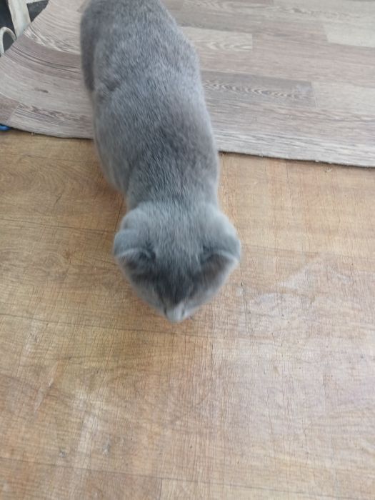 Zotdor Mushuk sotiladi 400$ kelishtirib beraman