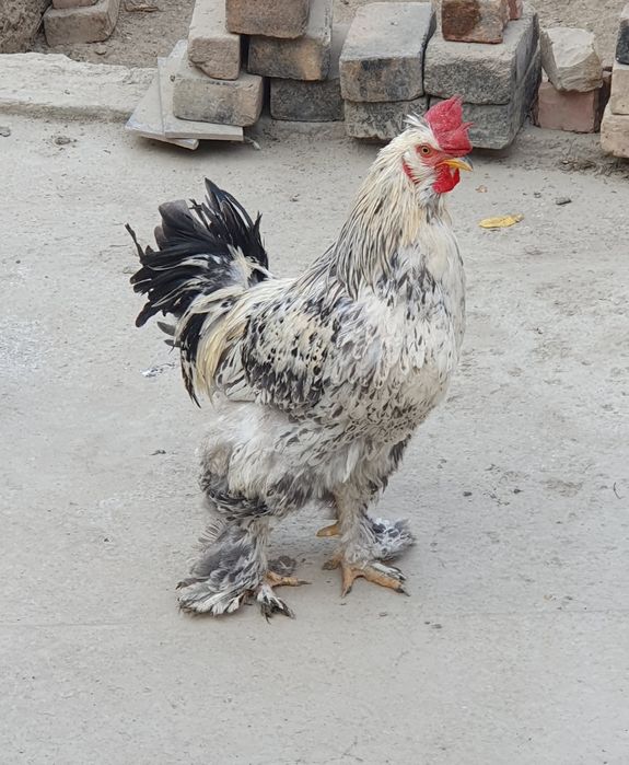 Чиройли ХУРОЗ соглом 1 ёшар Геофизикада