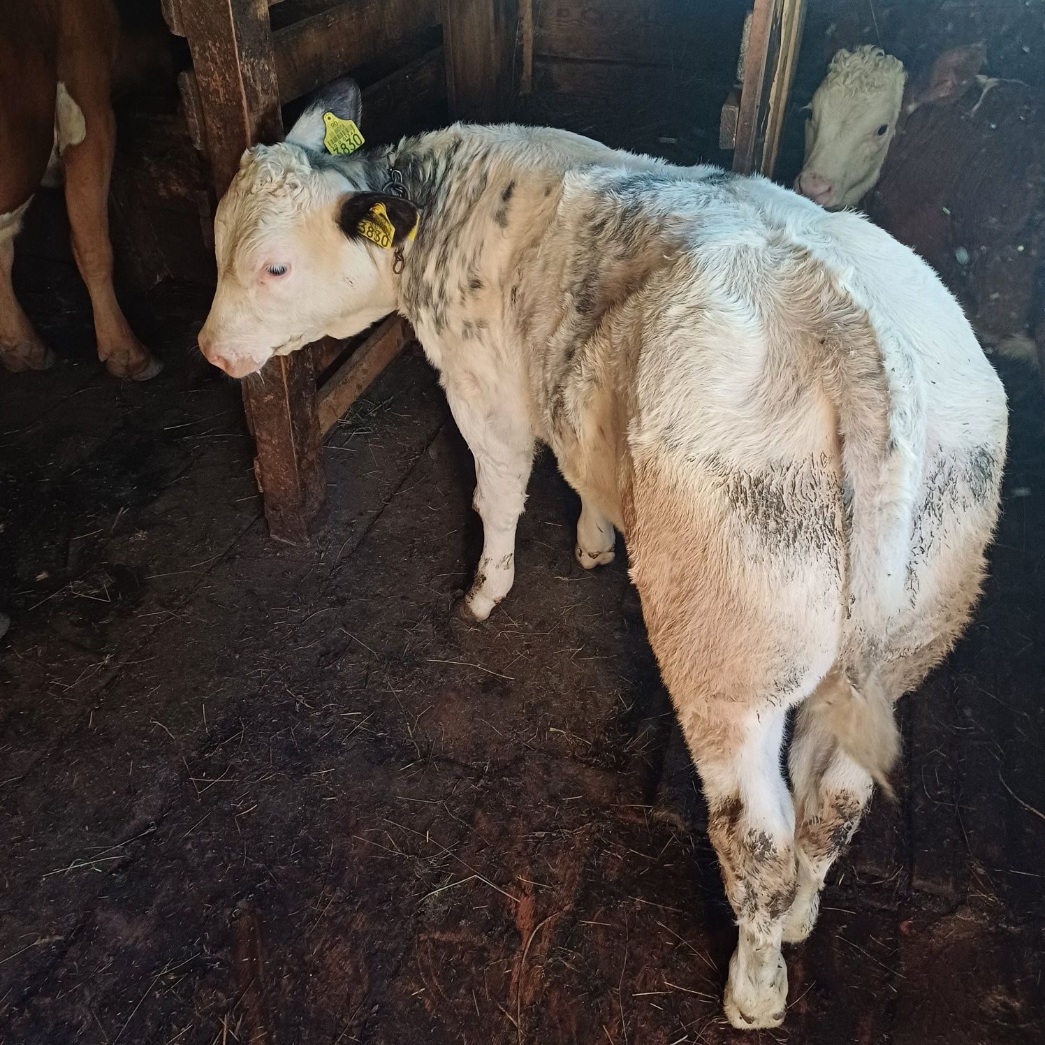 Vând vaca baltata cu vitea belgiana