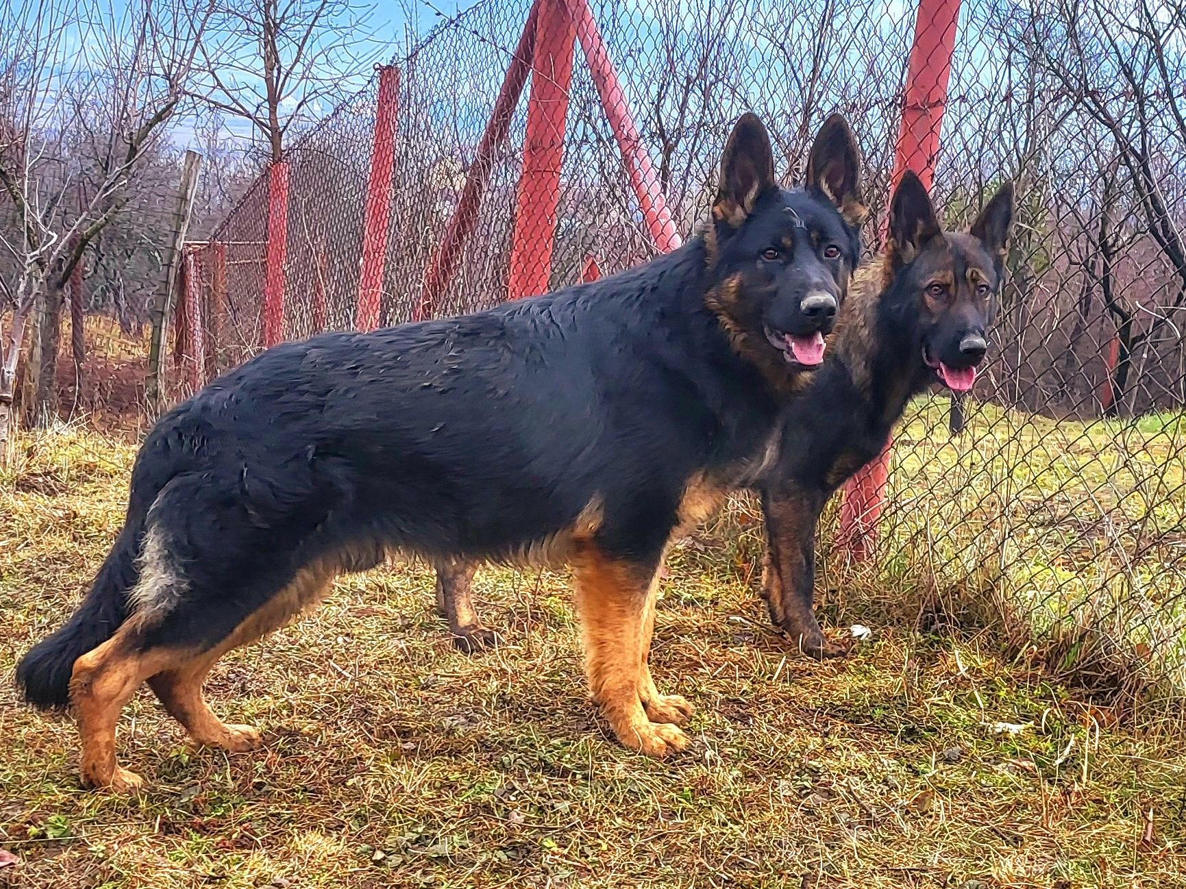 Ciobanesc german linie de lucru cu pedigree