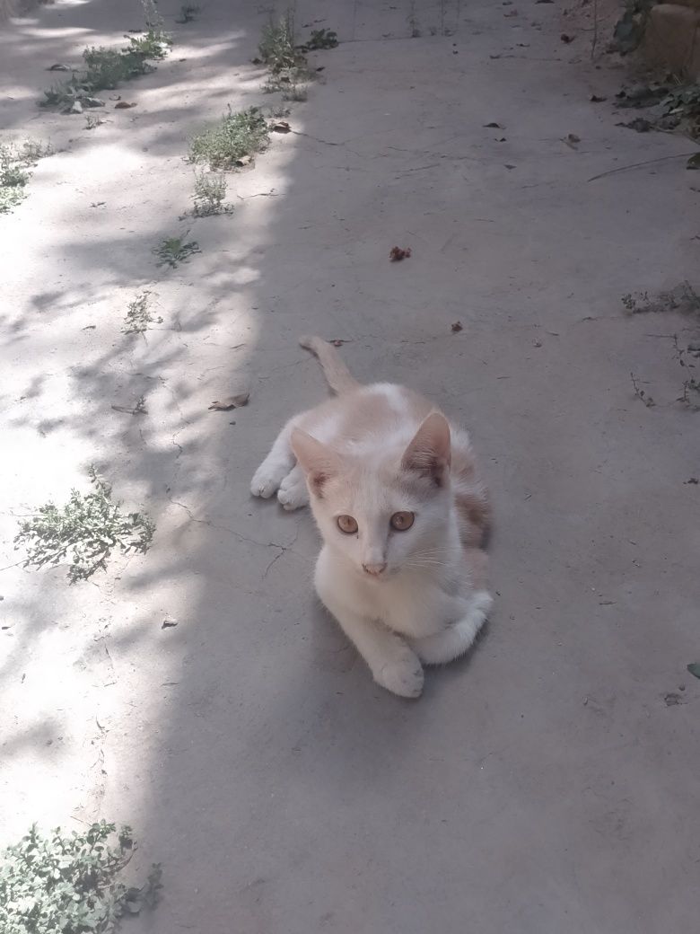 Отдам котека Бераман пишакни.