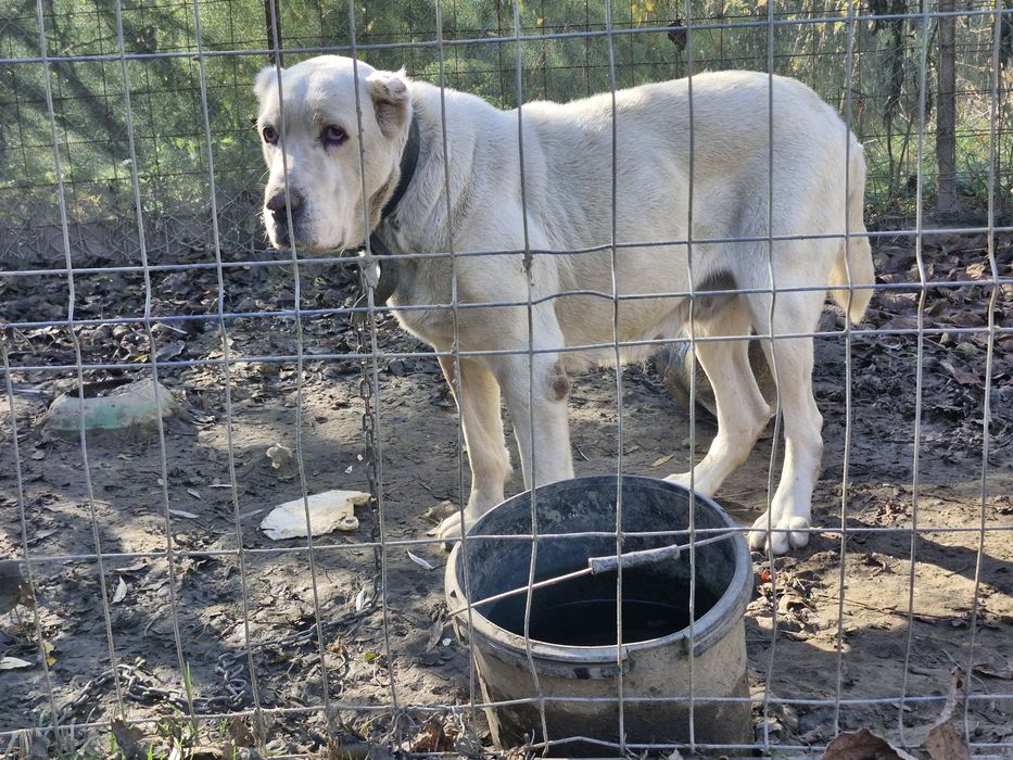 Ciobanesc de asia centrala