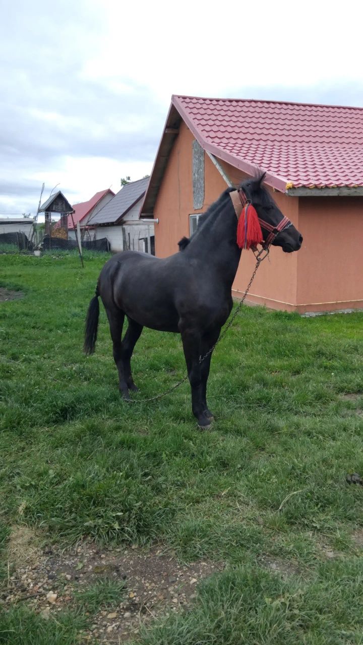 De vand sau schimb manza de 10 luni