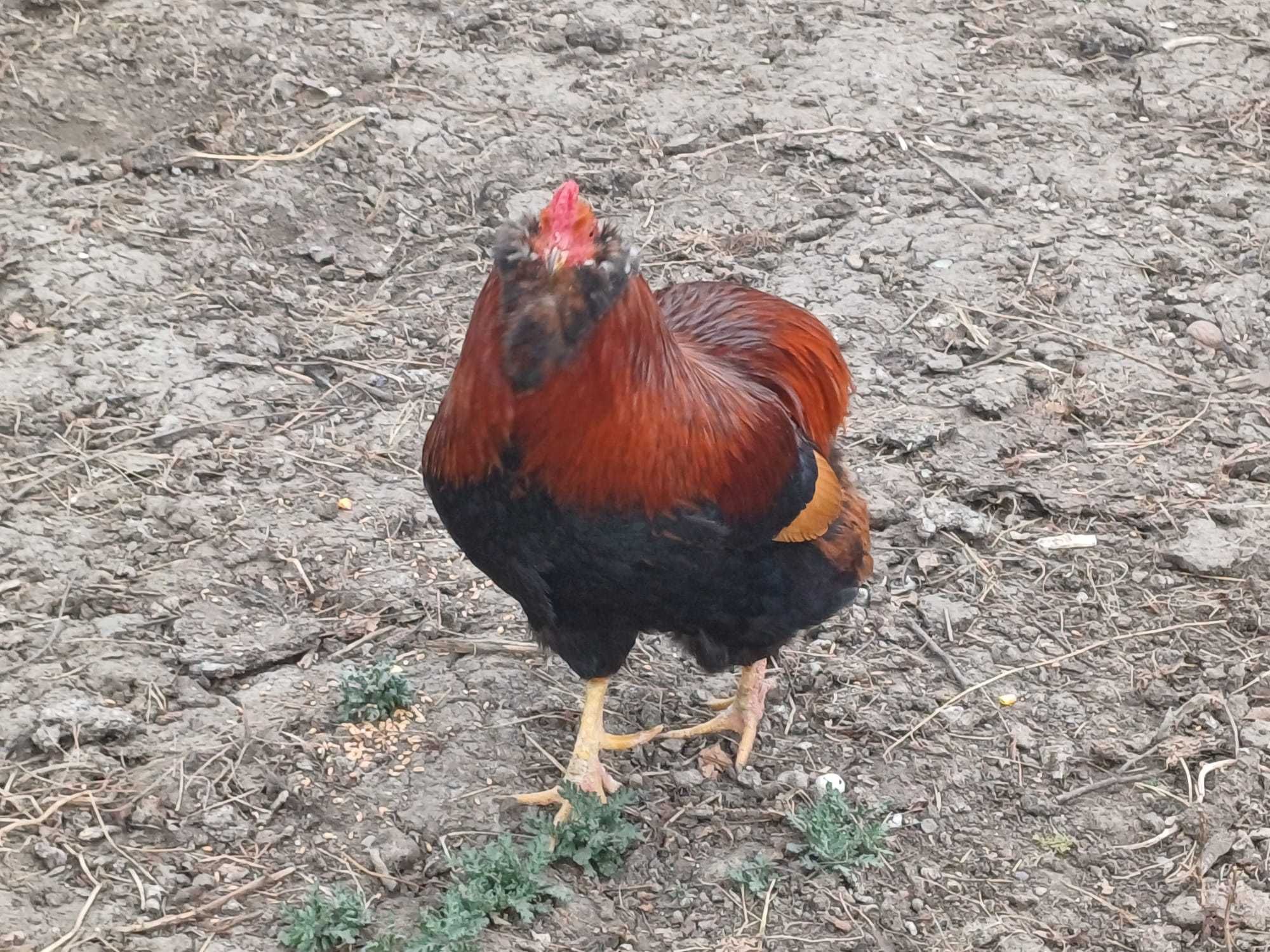 Vând oua verzi de la gaini rasa Araucana