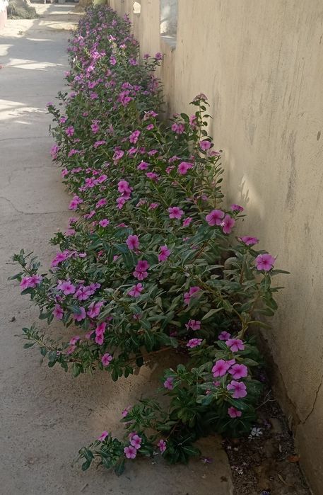 sirochni sotiladi, yashash uchun qulay joy