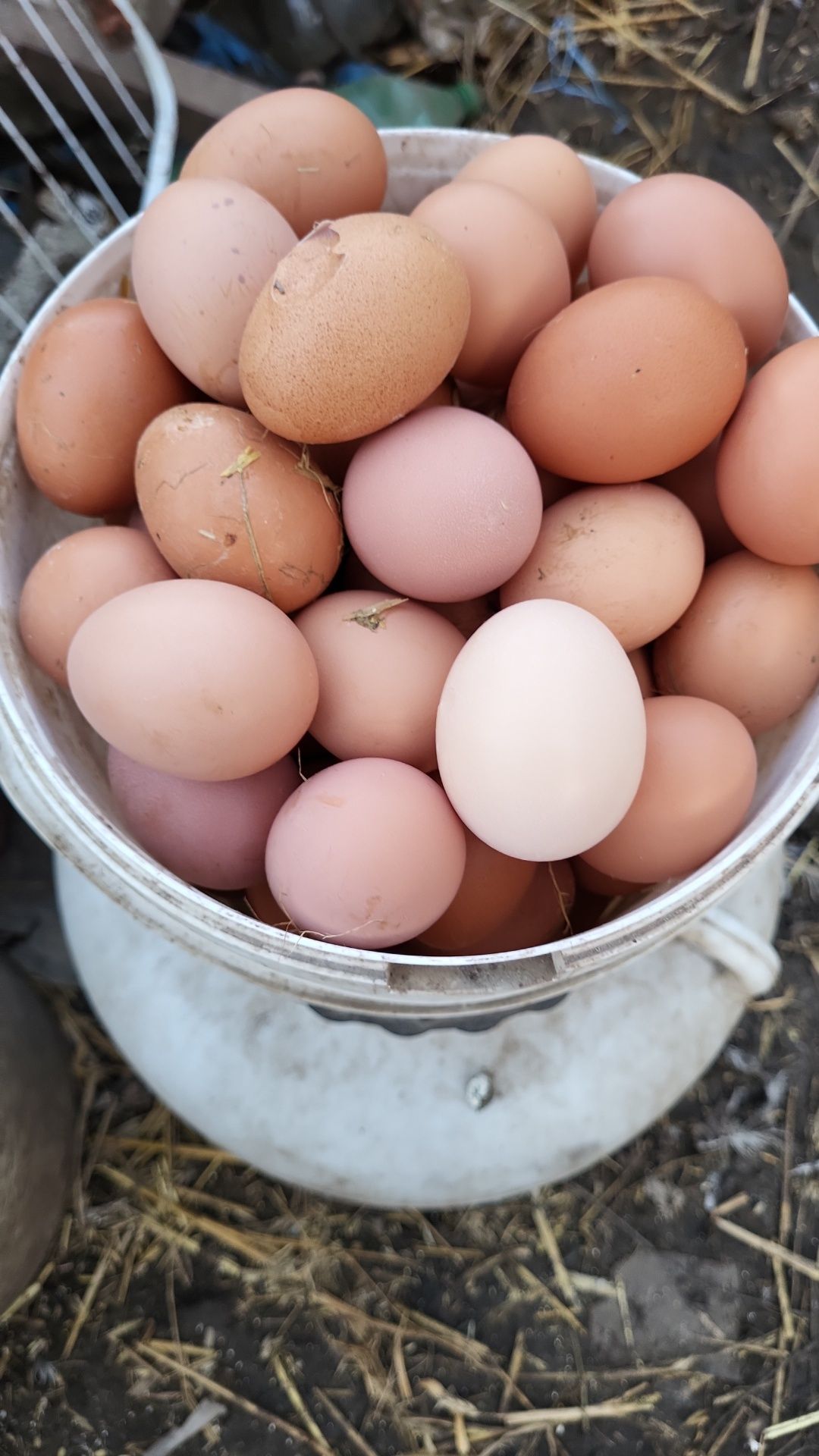 Vindem oua de găină crescute natural!!!