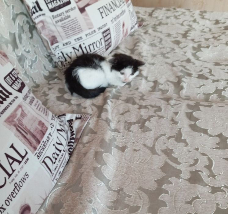 Очаровательная кошечка 1,5 мес