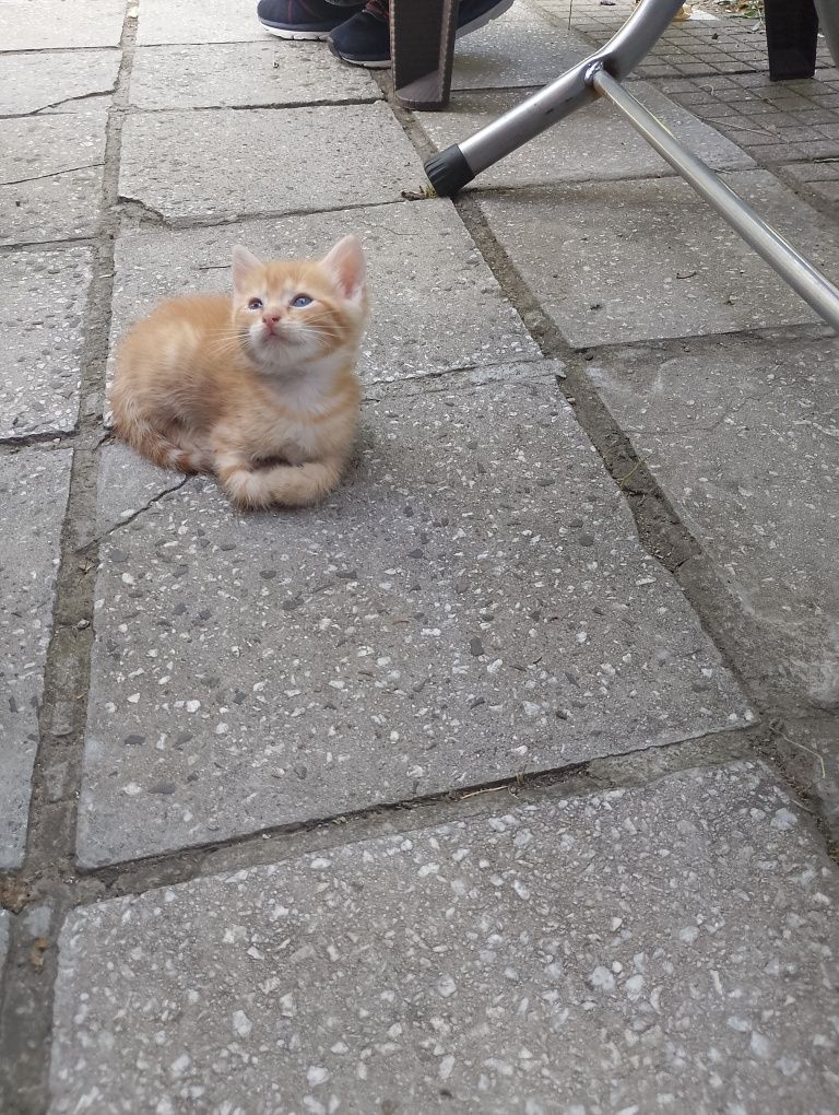 Подарявам котенца