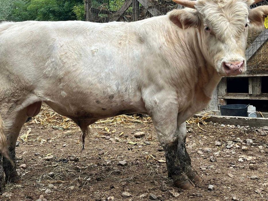 Taur de 1 și două luni,vaca de 2 ani ,pentru prăsilă ,9000 negociabil.