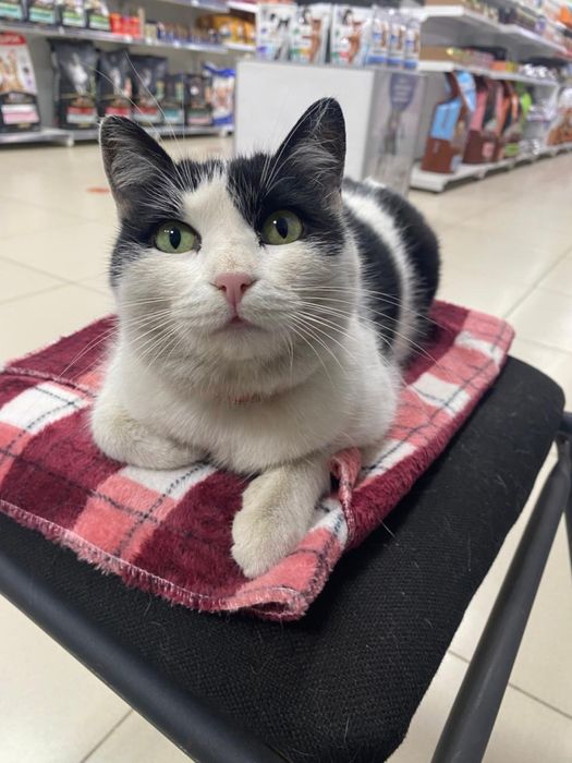 Кот и кошка ищут дом