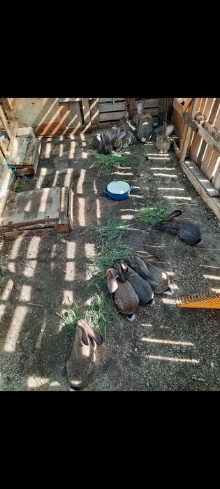 Vând iepuri uriaș german