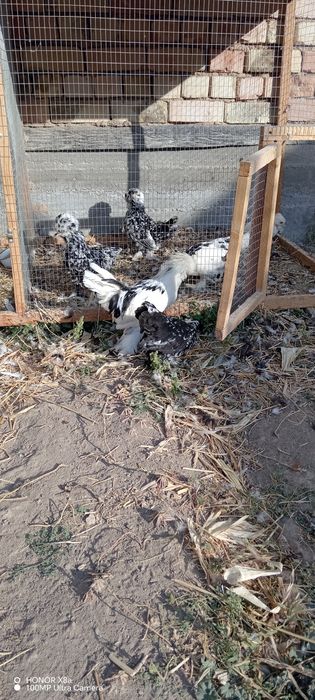 Kars tovuqlar va kaptarlar sotiladi