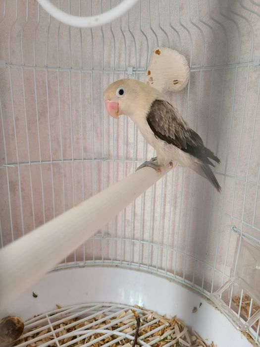 Папугай Неразлучник,самка,1год