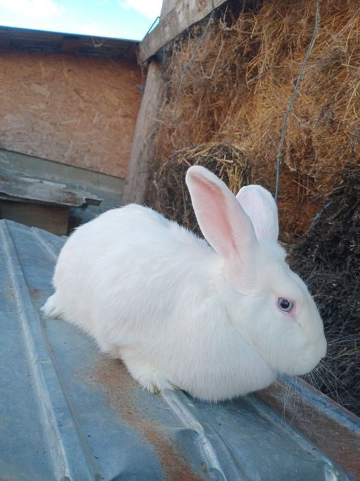 Femelă iepure Fluture German Janet pe alb– 1 an, 4 kg – sănătoasă