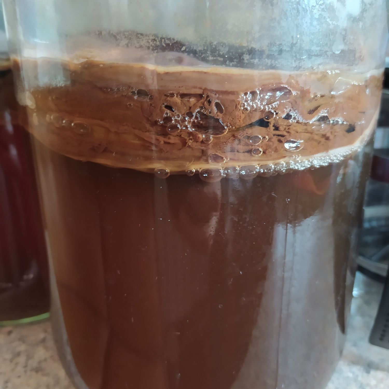 Ciuperca Kombucha Scoby Iași