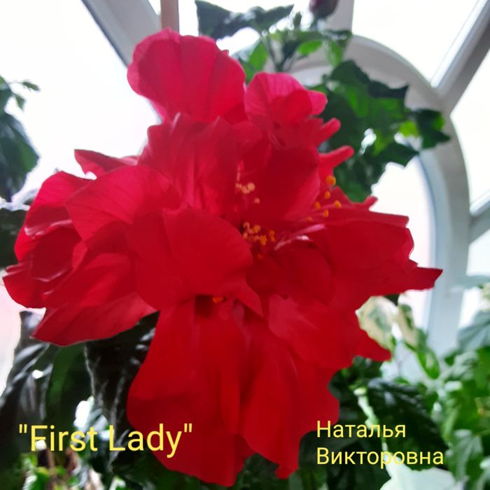 Продам Гибискус "Первая леди"