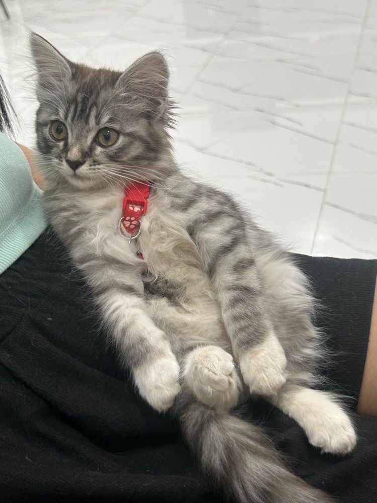 Котенок девочка Хэппи