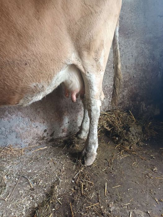 Vaca Rasa Baltata Romaneasca
