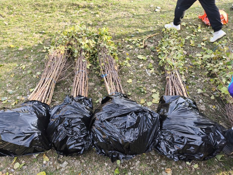 Puieți  mesteacăn fag carpen frasin tei