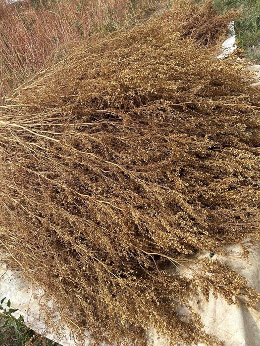 Samanta de loboda an 2025