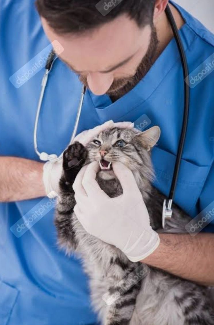 Veterinar hizmati