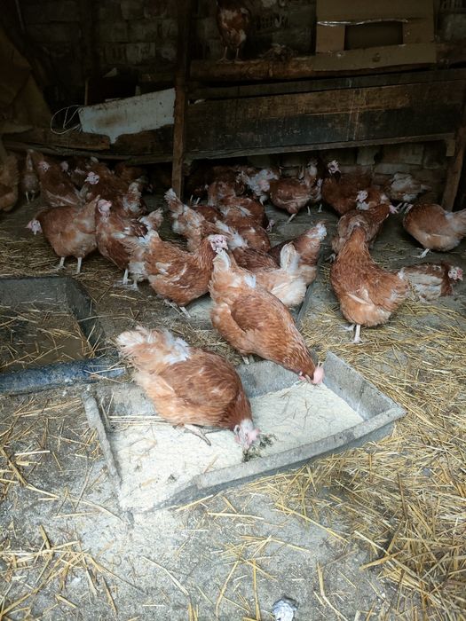 продават се червени кокошки