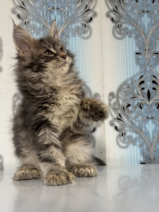 Мейн кун  котята продаются