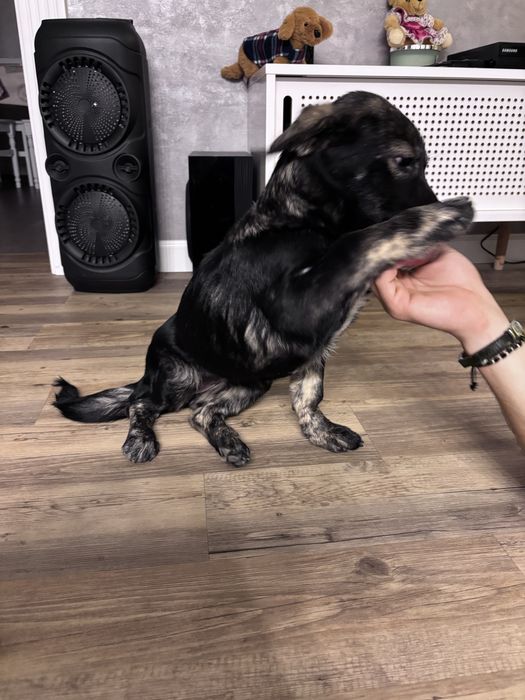 Fetita de talie mica cauta un adapost calduros