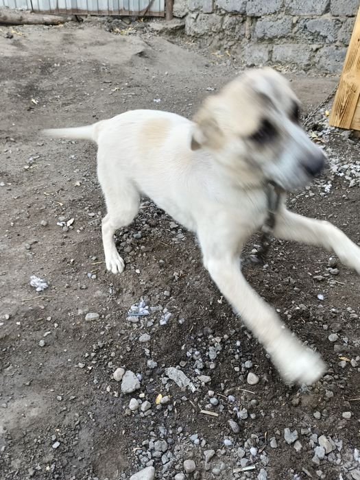 Отдам в заботливые руки