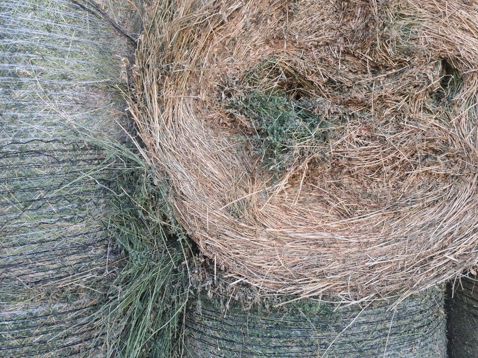 Baloti lucerna / Baloti 1,2 m/Baloti rotunzi lucerna coasa 4/Baloti