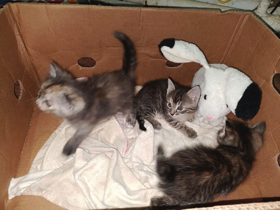 Дам бесплатно котята