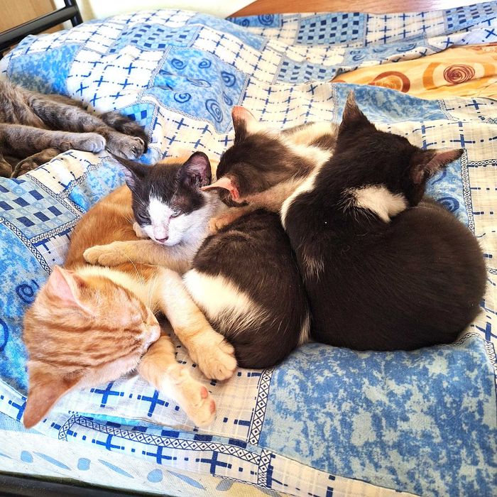 Pisoi de 3 luni si jumatate, frumosi, jucausi, afectuosi