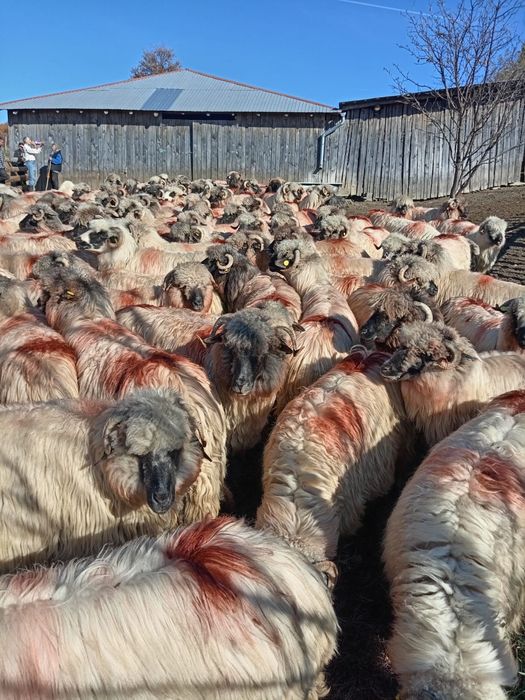 De vînzare 150 de oi țurcane