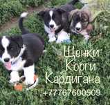 Щенки Корги Кардигана