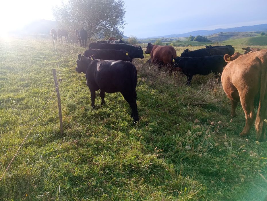 De vânzare Viței Angus