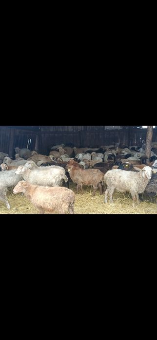 Продам овец с общего табуна ,