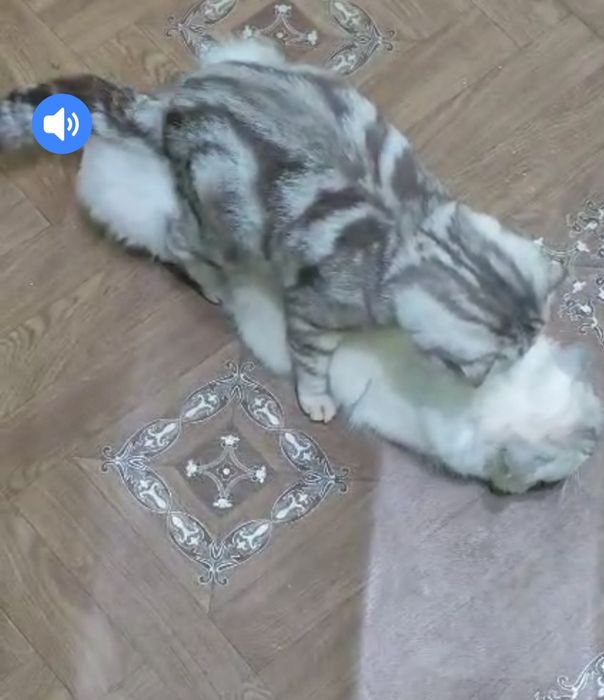 Вязка кошек. Опытный Шотландец