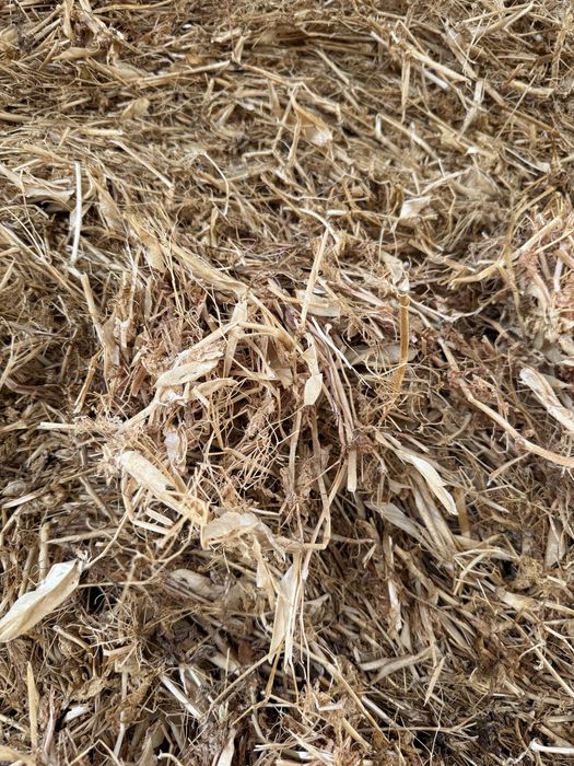 Vand Baloti de mazare, coceni, paie de orzoica si grau