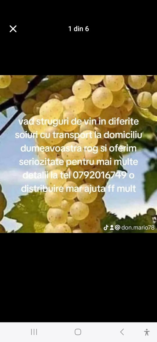 Struguri de vin pentru mai multe detalii la telefon