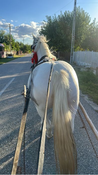 Vand sau schimb 2 iepe gestante