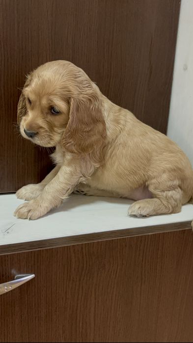 Кокер шпаньол малки кученца